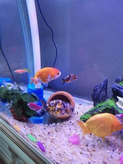 蘭壽金魚飼養方法|=蘭壽在家裡如何飼養的基本方法